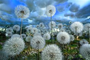 Dandelions
